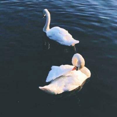 足球滚球的正规平台app下载手机版