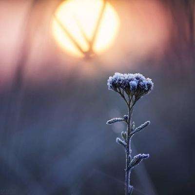 赏金女王下载ios截图