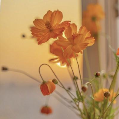 hth·华体育APP手机app下载