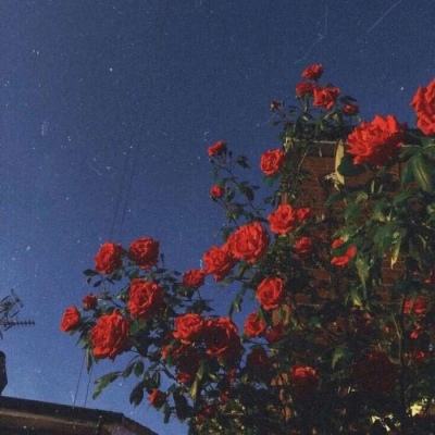 4949澳门免费资料大全app下载