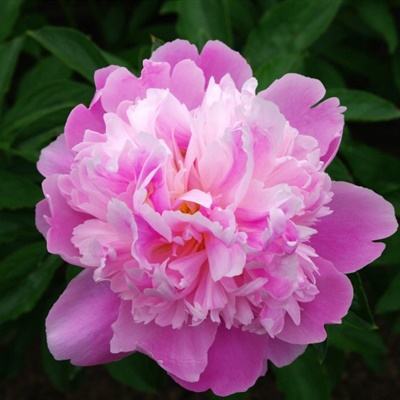 港澳宝典app下载