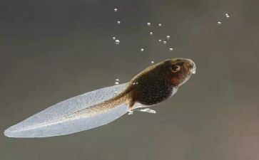 小蝌蚪的故事教案8篇