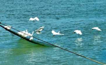 《白鹭》教学反思5篇