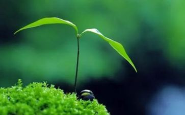 把握当下作文6篇