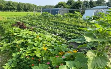 介绍鲁菜的演讲稿优秀5篇