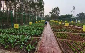 关于鲁菜的作文最新8篇
