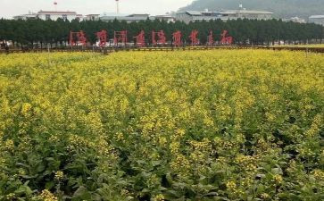 关于才溪的调查报告推荐6篇