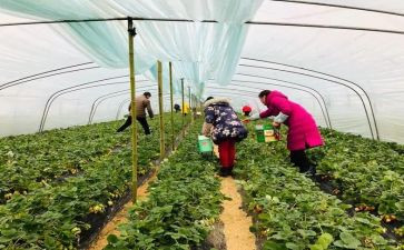 采摘的活动方案7篇