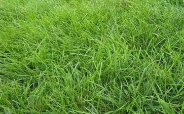 草房子小说读后感5篇
