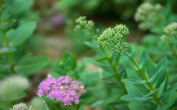 打草稿的作文6篇