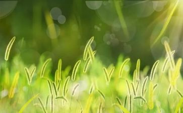 草莓船教案7篇