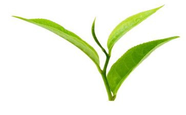 关于茶的工作总结通用7篇