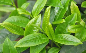 与茶有关的调查报告参考8篇