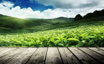 茶采购合同模板最新7篇