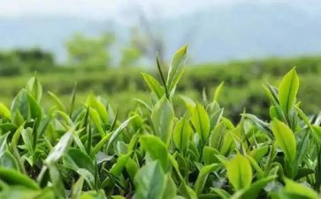 茶企业管理工作计划5篇