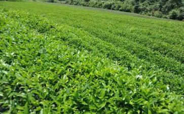 关于茶的工作总结参考8篇