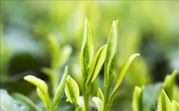 茶企业调查报告优质6篇