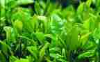 奶茶店的活动方案7篇