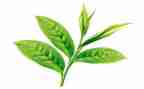 学茶艺的心得体会5篇