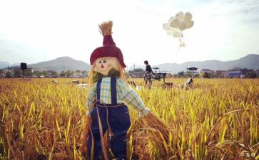 稻草人《贼》的读后感优质7篇