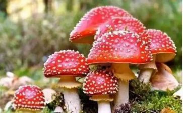 学校的禁毒活动总结8篇