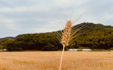 秋天的丰收作文推荐6篇