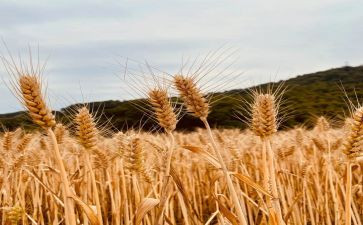 秋天的丰收作文模板8篇