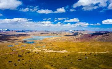 《青海高原一株柳》的读后感8篇