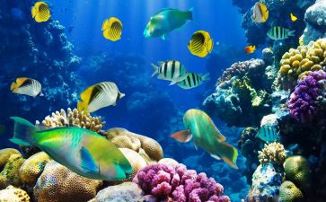 海底两万里9读后感通用8篇