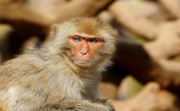 小猴子再下山作文5篇