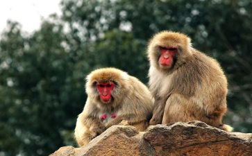 小猴子的教案7篇