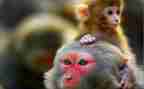 兵猴传奇读后感6篇