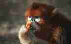 猴子下山读后感5篇