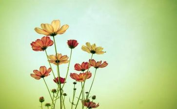 我心目中的花作文8篇