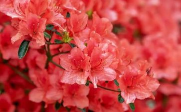 治病的花读后感5篇