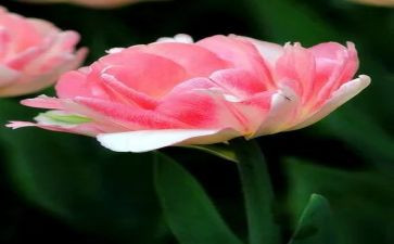 《朝花夕拾》读书心得体会7篇