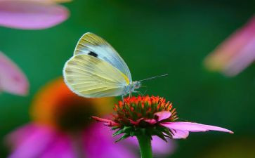 幼儿园小班扑蝴蝶教案6篇