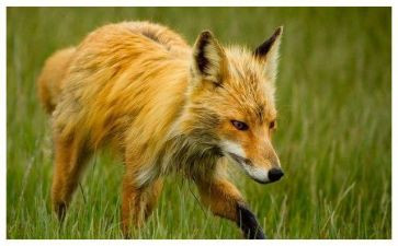 狐狸与猫读后感优秀6篇