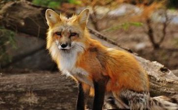 读狐狸分肉读后感推荐7篇