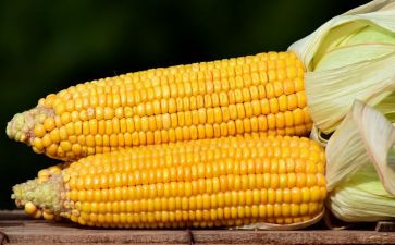 收玉米合同推荐7篇