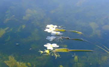 昆明作文600字7篇