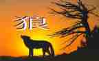 《狼》的读后感600字7篇
