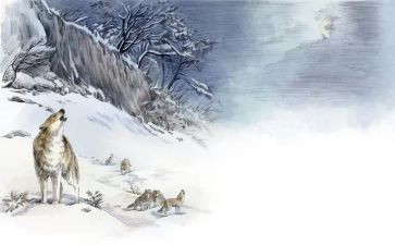 看《狼王梦》读后感400字通用8篇