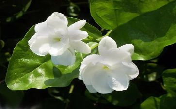 茉莉花教案8篇