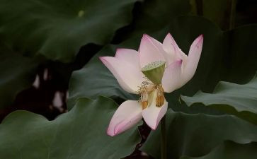 爱莲说教案模板5篇