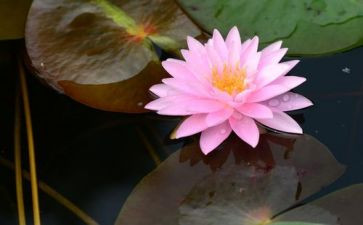 《爱莲说》作文7篇