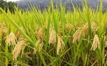 节约粮食的演讲稿最新7篇