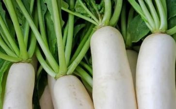 大萝卜小萝卜教案通用8篇