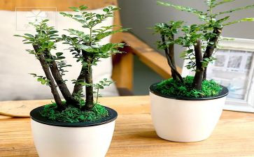 《绿野仙踪》读后感通用6篇