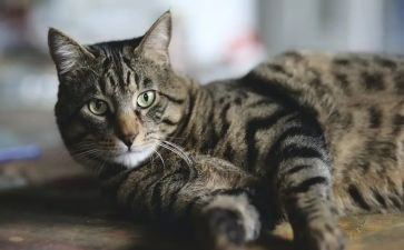 四年级下册《猫》教案5篇